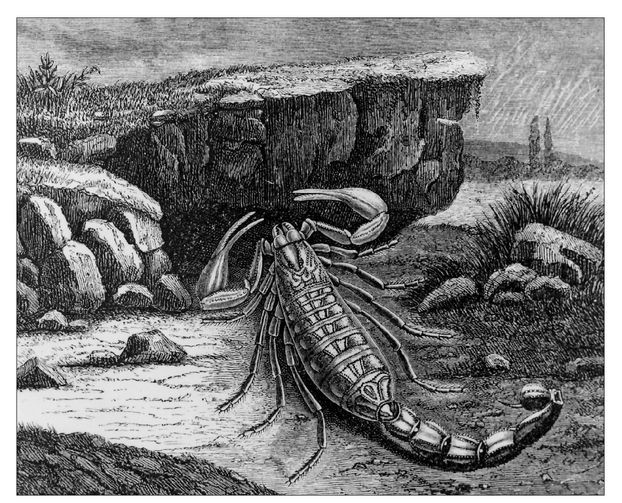 Cụ thể, khi bị quân đội La Mã bao vây tấn công trong thời gian dài, lực lượng Iraq nảy ra ý tưởng sử dụng bọ cạp độc làm vũ khí.