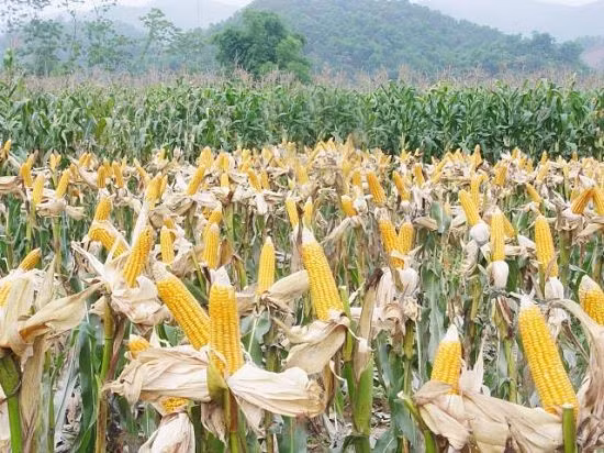 Hiện tại, ở nước ta mới có 4 loại ngô biến đổi gen được cấp phép chính thức nhập khẩu. Tuy nhiên, trên thị trường, các loại ngô biến đổi gen được bày bán tràn lan với lời quảng cáo hạt to, giống chịu hạn, chịu sâu…Hơn 10 năm trở lại đây, việc nhập khẩu các giống ngô biến đổi gen nói riêng và các loại thực phẩm biến đổi gen khác nói chung ngày càng không kiểm soát được. Ảnh: VTC.