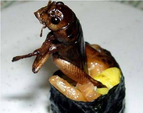 Mặc dù côn trùng đã được rán qua nhưng khi cho vào miếng sushi lại sống động đến mức râu ria, lông lá, chân cánh...đều được giữ nguyên để tiếp đãi thực khách.