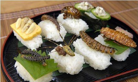 Sushi côn trùng thủy sinh: nếu không quen sẽ không ai dám cho vào miệng.
