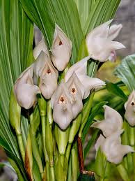 Hoa lan tulip được đánh giá là một trong những loài hoa lan lớn nhất. Một bông hoa lan tulip có chiều dài khoảng hơn 10cm, cây cao lên đến 1m.