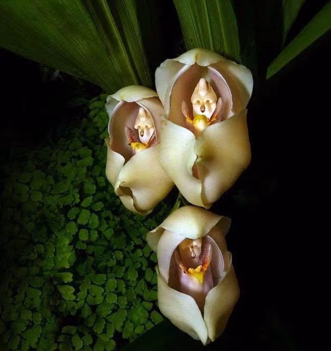  Giống hoa lan độc lạ này có tên khoa học là Anguloa Uniflora.