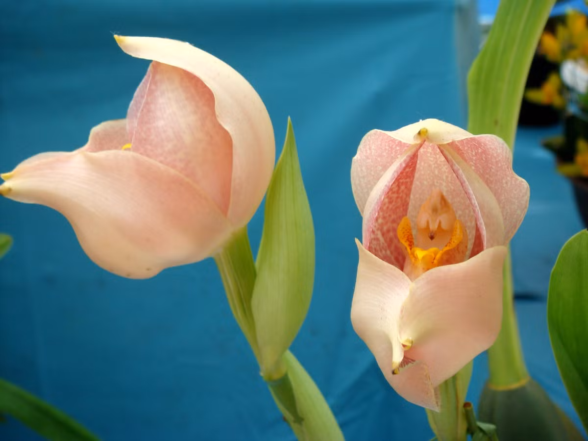 Loài hoa này thích hợp trồng trong nhà kính và những nơi có độ ẩm cao.