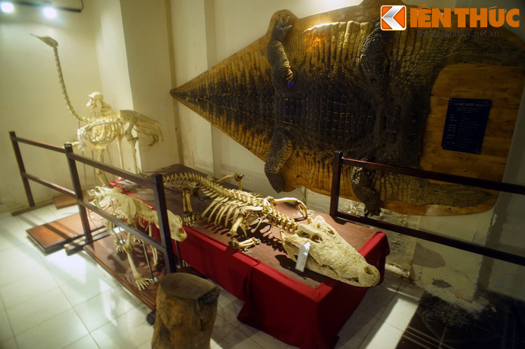 Khu trưng bày mẫu tiêu bản động vật lưu giữ trên 500 mẫu vật nhồi bông, mẫu xương, mẫu ngâm thuộc các lớp thú, chim, bò sát, lưỡng cư, cá và côn trùng... trong đó có một số loài nguy cấp như voi, hổ, gấu… và cả một số loài đã tuyệt chủng ngoài tự nhiên như cá sấu nước mặn, hươu sao…