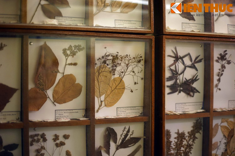 Theo thống kê, bộ sưu tập hiện có hơn 1.000 mẫu vật, trong đó khu trưng bày mẫu tiêu bản thực vật có 400 mẫu ép khô thuộc 100 loài dây leo và cây thân gỗ, nhiều loài quý hiếm và có giá trị kinh tế cao.