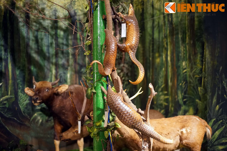 Các mẫu tiêu bản trông giống như "đang sống" nhờ tư thế tạo dáng phù hợp với tập tính của loài, đem lại cho người xem trải nghiệm chân thực, qua đó nâng cao tình yêu và ý thức bảo vệ thiên nhiên...