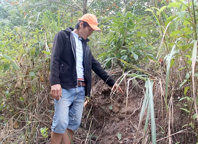 Dan voi 7 con xuat hien o Quang Nam: Chua kip mung da lo-Hinh-3