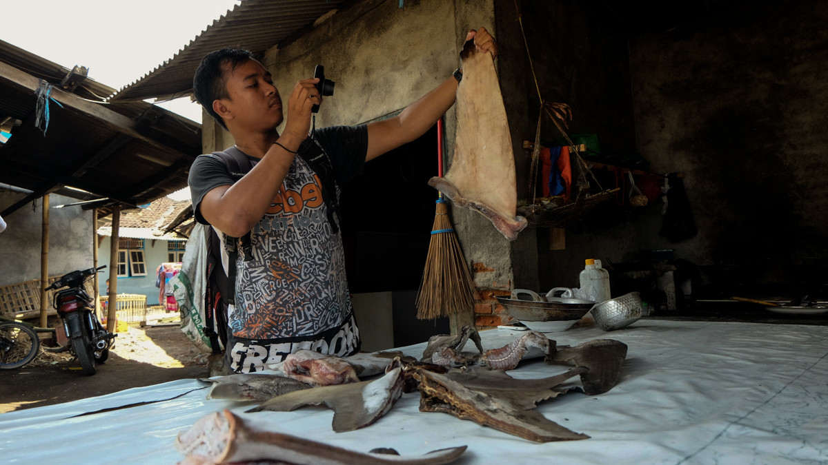 Muchsin, đến từ Hiệp Hội bảo tồn Động vật hoang dã, đã theo dõi hoạt động buôn bán cá mập ở Tanjung Luar từ năm 2015. Theo Muchsin, số lượng cá mập bị đánh bắt giảm dần trong những năm qua.