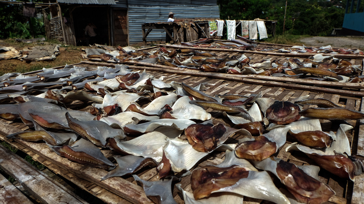 Vây là phần đắt nhất của cá mập. Một cân vây cá mập khô được bán với giá địa phương khoảng từ 300 đến 600 USD.