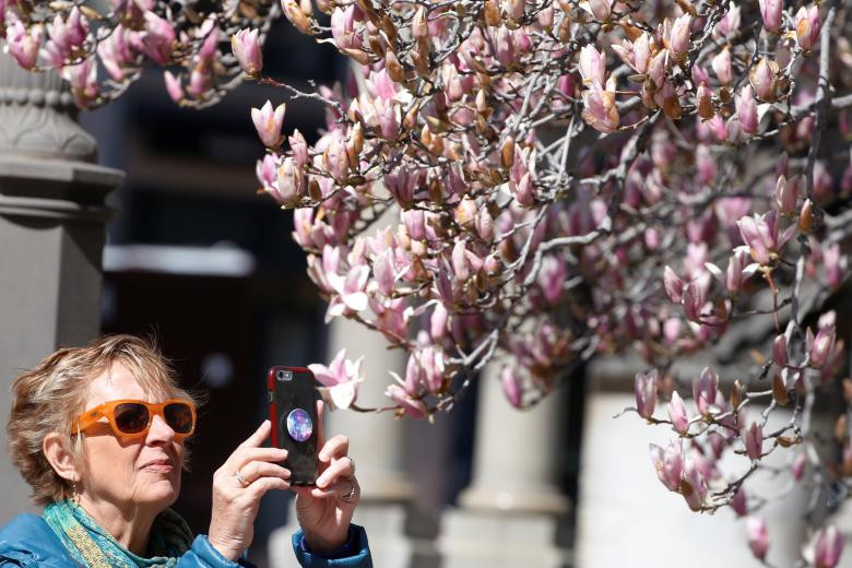 Người phụ nữ chụp ảnh hoa nở ở Washington, Mỹ, ngày 16/3.