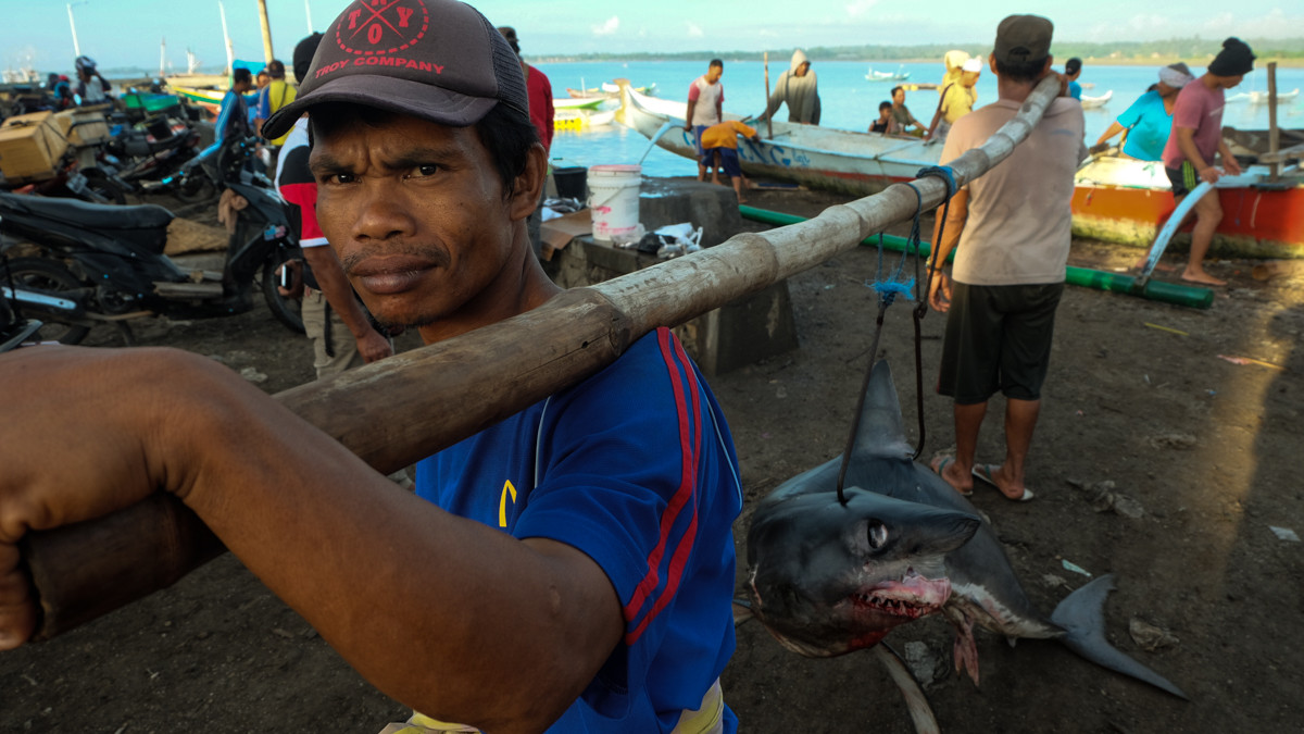 Khoảng 100 con cá mập lớn nhỏ được bán ở chợ mỗi ngày. Các ngư dân thường ra biển đánh bắt cá mập trong khoảng 15 ngày. Mời độc giả xem video "Lễ đấu giá cá ngừ đầu năm ở Nhật Bản hồi năm 2014" (Nguồn: VTC14)