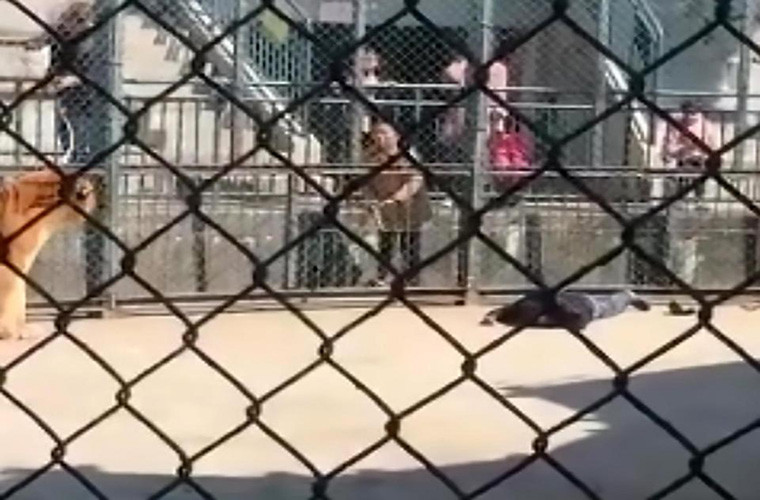 Wu nằm bất động và tử vong sau khi bị hổ tấn công. Ảnh: The Sun.