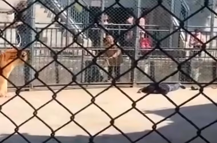 Wu nằm bất động và tử vong sau khi bị hổ tấn công. Ảnh: The Sun.