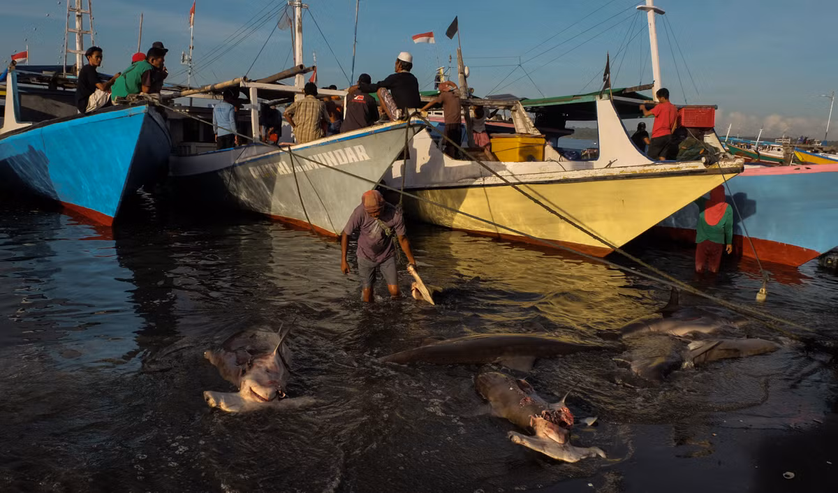 Được biết, chính phủ Indonesia đã cấm xuất khẩu cá mập đầu búa. Tuy nhiên, chúng có thể vẫn được mua bán trong các khu chợ địa phương.