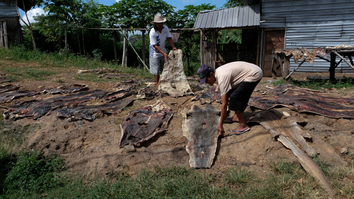 Da cá mập có thể được dùng để làm ra những đôi giày, túi xách,…