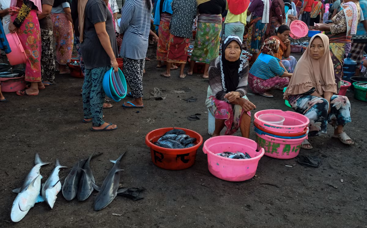 Những con cá mập nhỏ đôi khi được bán ngoài chợ với giá dưới 5 USD mỗi con.