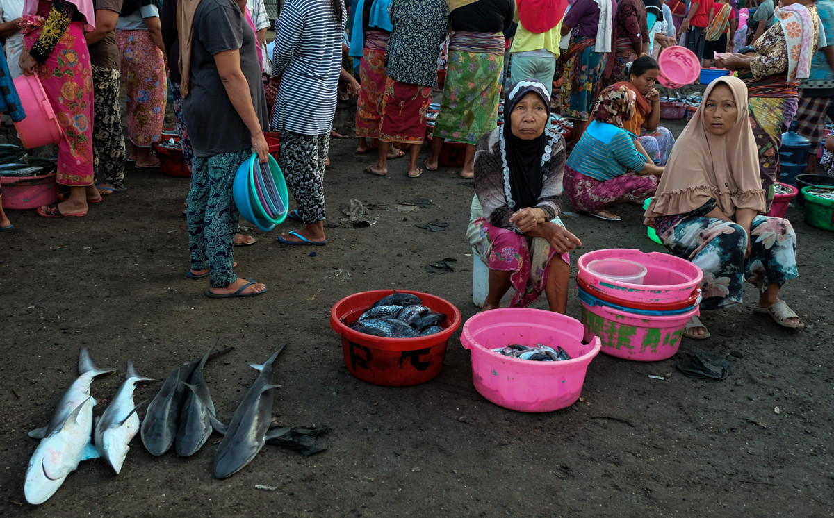 Những con cá mập nhỏ đôi khi được bán ngoài chợ với giá dưới 5 USD mỗi con.