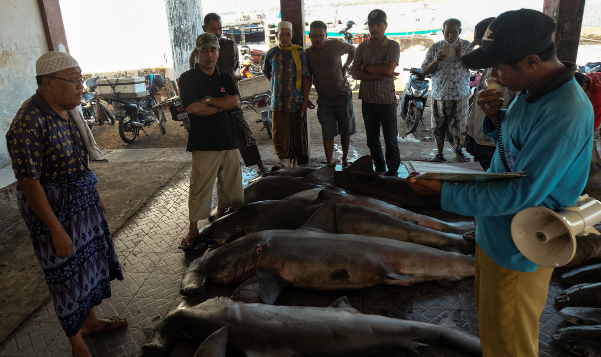 Trong một buổi đấu giá, 7 con cá mập dài hai mét đã được bán với giá 1.850 USD. Vây của nó sẽ được đưa tới Surabaya, Đông Java, và được chế biến để xuất khẩu.