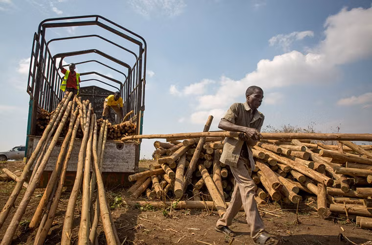 Các công nhân chuẩn bị gỗ để xây dựng nhà tắm tạm bợ cho những người tị nạn nhằm giúp họ hạn chế nguy cơ mắc các bệnh truyền nhiễm.