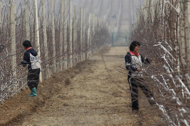 Bên trong trang trại cây ăn quả Daedonggang ở ngoại ô thủ đô Bình Nhưỡng ngày 10/4/2012.