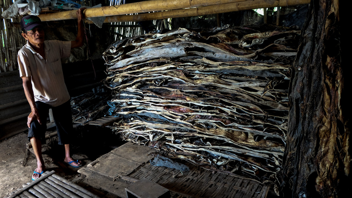 Narjaman đã làm công việc xử lý da cá mập trong suốt hơn 30 năm. Khi có khoảng 100 tấm da cá mập, ông sẽ gửi chúng đến Surabaya, Đông Java.