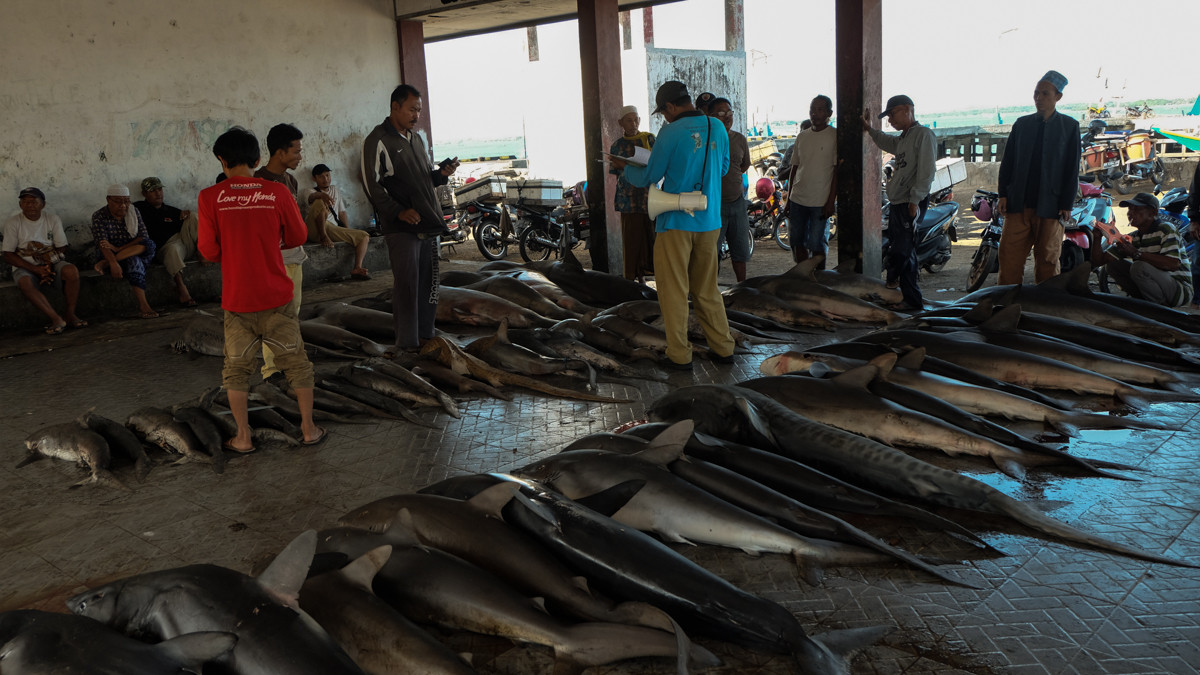 Mỗi tháng, chợ Tanjung Luar lại tổ chức bán đấu giá khoảng 55 con cá mập. Phiên đấu giá này kéo dài gần 3 tuần.