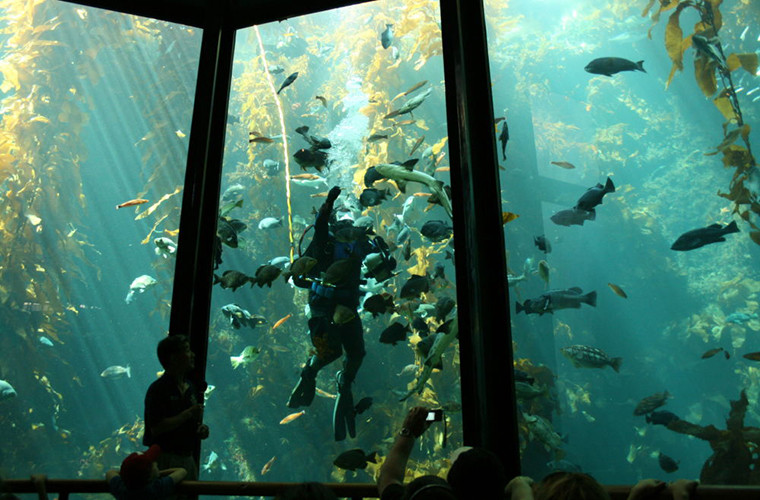 Rừng tảo ngập nước Kelp ở California, Mỹ.