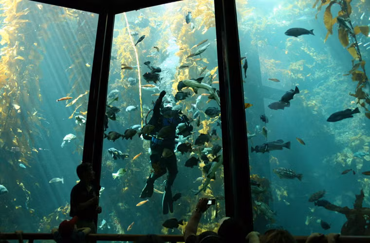 Rừng tảo ngập nước Kelp ở California, Mỹ.