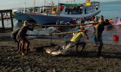 Theo Al Jazeera, hàng trăm ngư dân ở Tanjung Luar kiếm sống bằng nghề săn cá mập. Ảnh: Các ngư dân khiêng con cá mập dài gần 3 mét vừa đánh bật được. (Nguồn ảnh: Al Jazeera)
