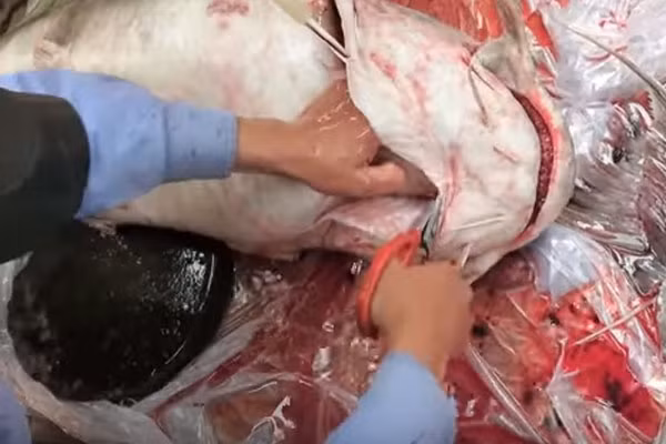 "Thuỷ quái" này chính là con cá chiên khủng.