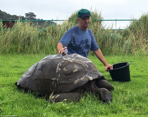 Jonathan cụ rùa trăm tuổi đã ló đầu ra khi hàng trăm năm bụi đất được chùi rửa kỹ lưỡng khỏi lưng. 