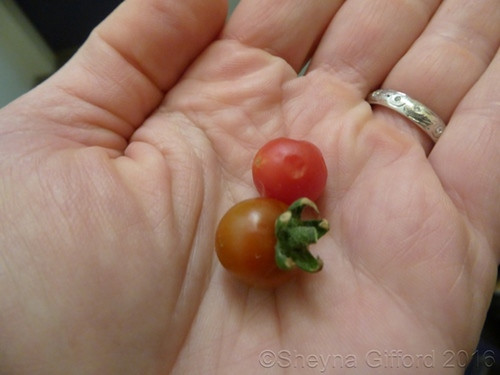 Hình ảnh quả cà chua được trồng trong môi trường sống mô phỏng sao Hỏa. Nguồn ảnh: NASA