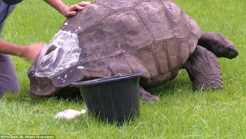 Bác sĩ Joe Hollins cho biết Jonathan đứng im trong suốt quá trình tắm rửa. Trong ảnh, ông đang xử lý phần rìa mai của cụ rùa. 