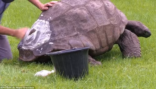 Bác sĩ Joe Hollins cho biết Jonathan đứng im trong suốt quá trình tắm rửa. Trong ảnh, ông đang xử lý phần rìa mai của cụ rùa. 