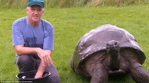 Bác sĩ Joe Hollins sử dụng xà phòng phẫu thuật và cọ mềm để tránh làm tổn thương mai rùa. 