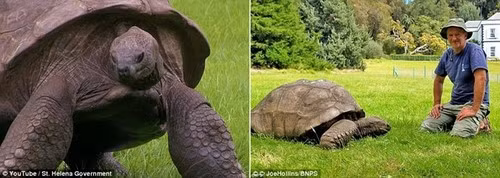 Việc này không phải vì lý do y tế, mà được thực hiện để chào đón một thành viên hoàng gia tới thăm St. Helena vào tháng 5, khai trương sân bay mới. 