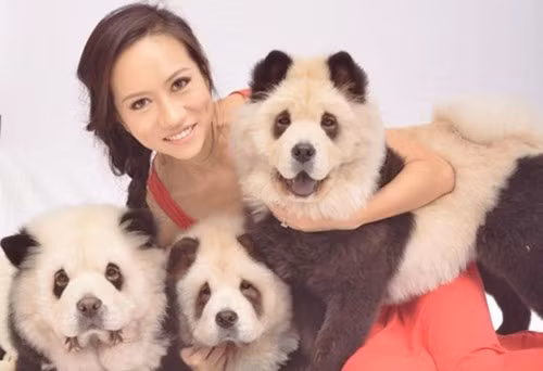 Theo thông tin ban đầu, chủ nhân của những chú chó Chow Chow là một bà chủ xinh đẹp tên Jiang.