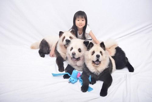 Chẳng mấy chốc, 3 chú chó của bà chủ Jiang đã nổi tiếng phủ sóng trên toàn mạng xã hội. Hàng trăm người ùn ùn kéo đến xin chụp ảnh cùng và không ngớt khen ngợi bộ lông xinh xắn của chúng.