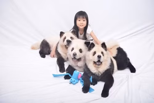 Chẳng mấy chốc, 3 chú chó của bà chủ Jiang đã nổi tiếng phủ sóng trên toàn mạng xã hội. Hàng trăm người ùn ùn kéo đến xin chụp ảnh cùng và không ngớt khen ngợi bộ lông xinh xắn của chúng.