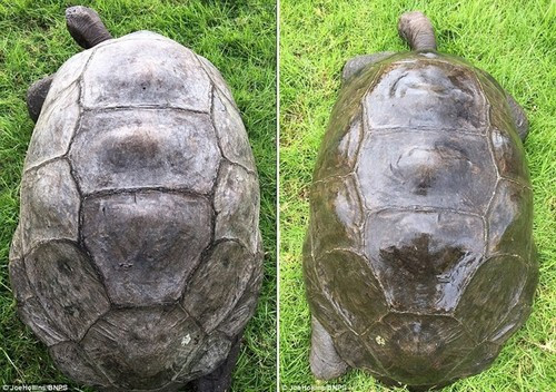 Mai rùa trước và sau khi tắm rửa. 