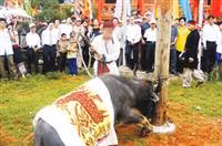 Trau te van bi chem tai Le hoi o Nghe An