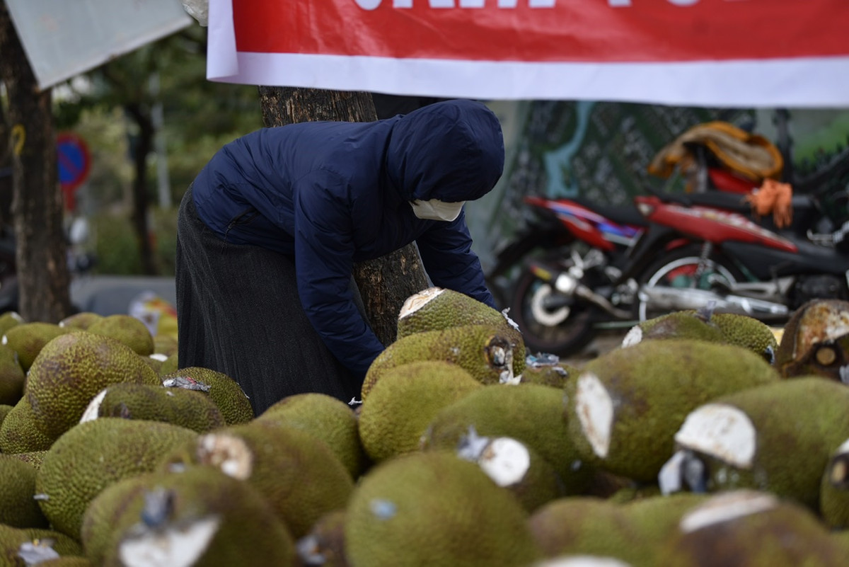 Chị Thanh cho biết, trước đây mít này được bán rất đắt, có khi tới 70.000 - 80.000 đồng/kg.