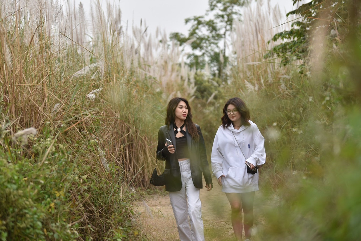 Bãi cỏ lau cao như một rừng cây kết hợp với khung cảnh tự nhiên đã trở thành điểm đến hấp dẫn của các bạn trẻ đặc biệt vào dịp cuối tuần.