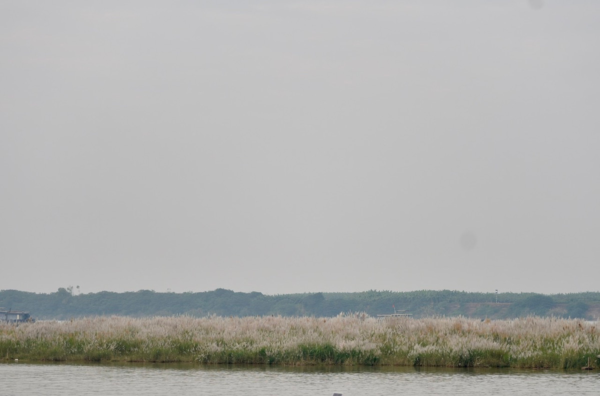 Bãi cỏ lau rộng hàng nghìn mét vuông là điểm đến lý tưởng cho người dân Thủ đô vào dịp cuối tuần.