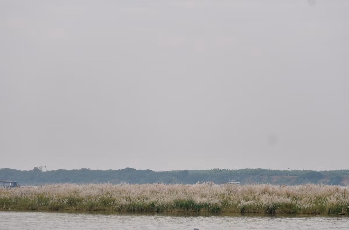 Bãi cỏ lau rộng hàng nghìn mét vuông là điểm đến lý tưởng cho người dân Thủ đô vào dịp cuối tuần.