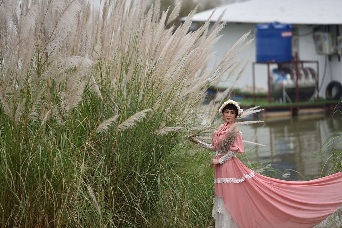 Bởi nếu không nhanh chỉ cần một cơn mưa hay đợt rét sẽ khiến cả một bãi cỏ lau “biến mất”.