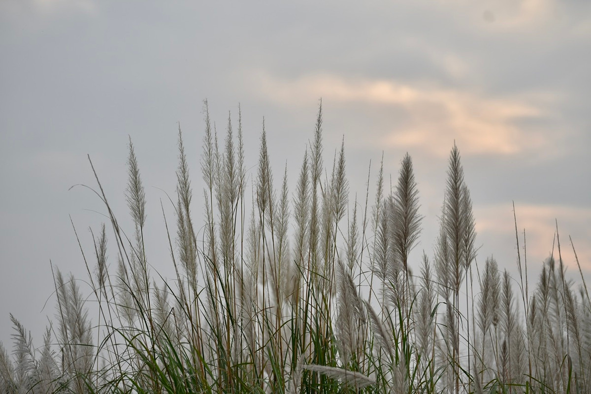 Cuoi tuan check-in bai lau sieu dep tai Ha Noi khong mat phi