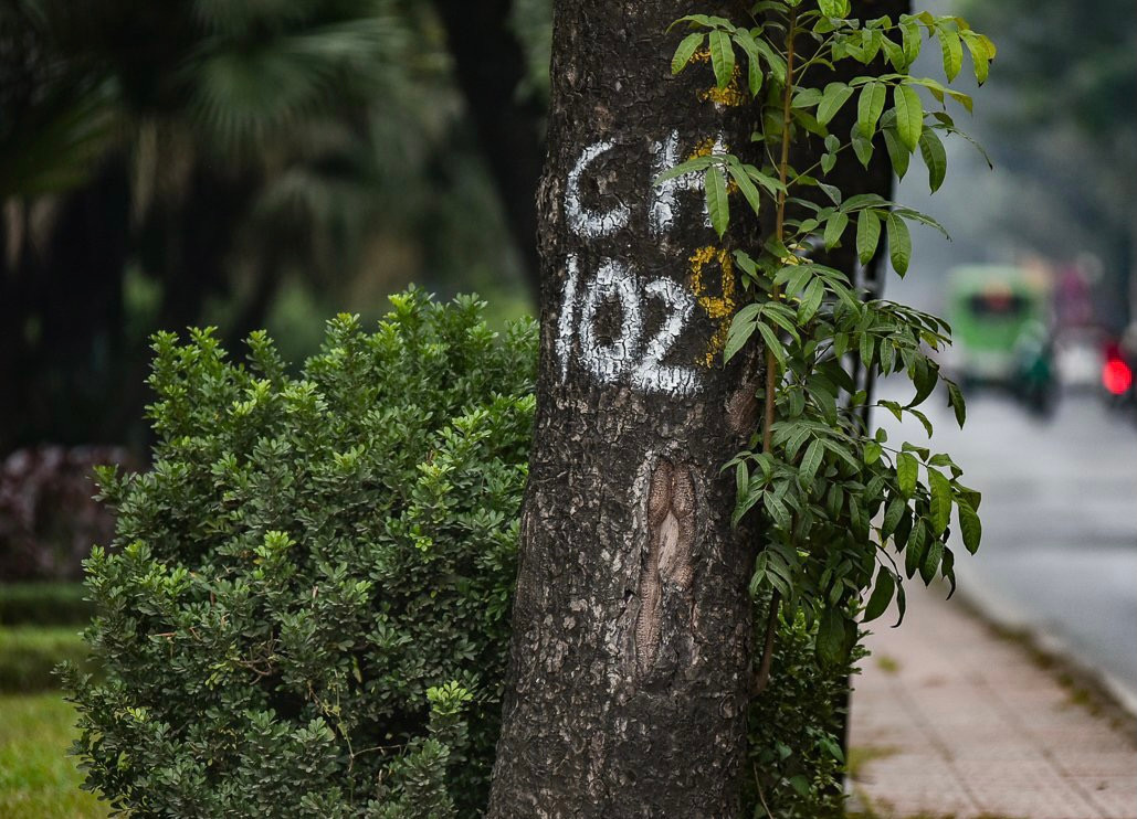Để xử lý tình trạng trên, Hà Nội sẽ điều chỉnh kích thước dải phân cách để mở rộng mặt đường Hoàng Quốc Việt (đoạn từ nút giao Bưởi - vành đai 2 đến nút giao Phạm Văn Đồng - Vành đai 3) với chiều dài khoảng 2,5km.