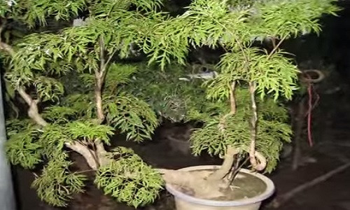 Bat ngo voi nhung cong dung cua cay dinh lang