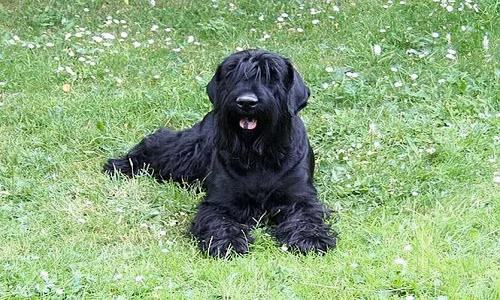 Loài chó Nga hiếm này mạnh mẽ và khỏe khoắn với một hệ thần kinh tốt.